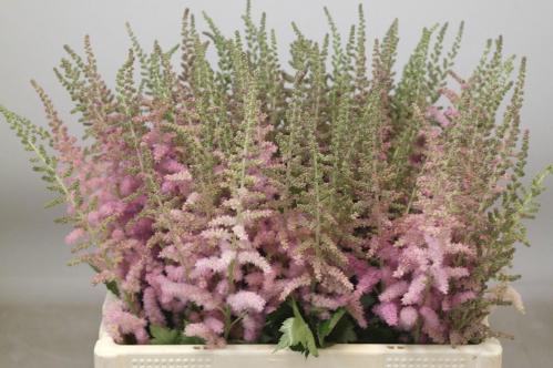 Astilbe chinensis 'Glitter and Glamour'