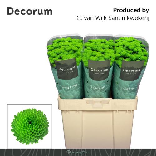 Chrysanthemum Indicum Grp tros santini Country