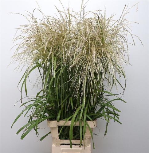Miscanthus sinensis overig