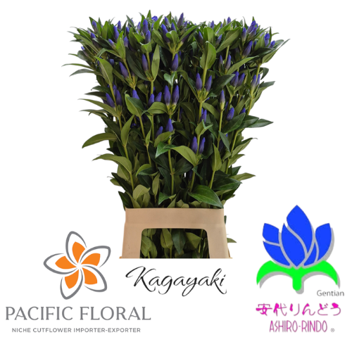 Gentiana 'Kagayaki'