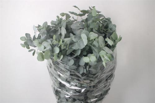 Eucalyptus per bos cinerea