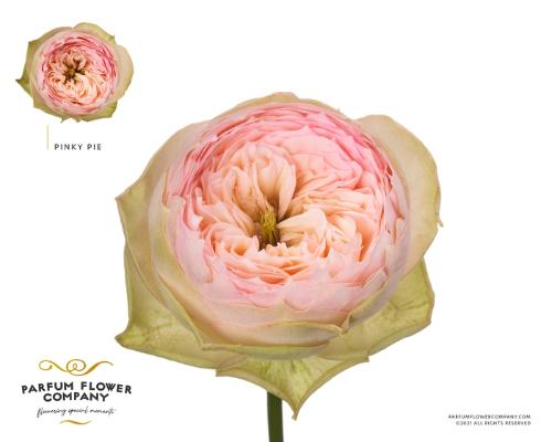 Rosa grootbloemig Pinky Pie!