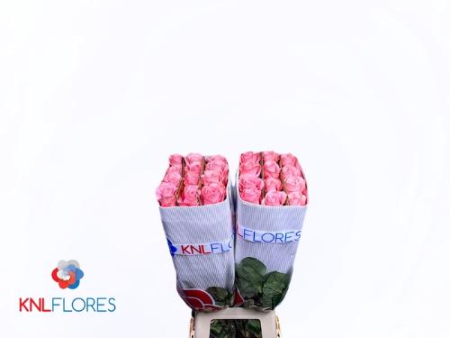 Rosa grootbloemig overig