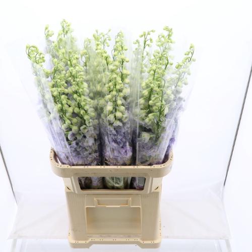 Delphinium dubbelbloemig (Elatum Grp) Dev Lavender Love