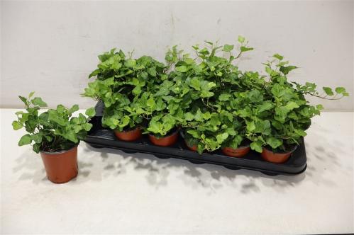 Hedera helix 'Wonder'