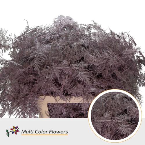 Asparagus overig kleurbehandeld H%