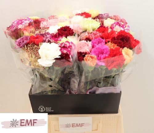 Dianthus standaard gemengd in bos