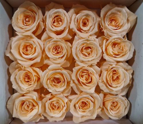 Rosa grootbloemig kleurbehandeld H%