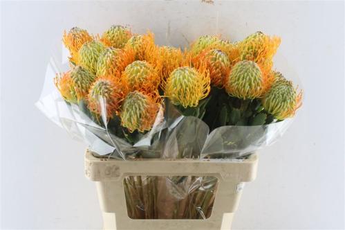 Leucospermum 'Soleil'