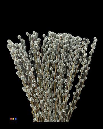 Salix H%