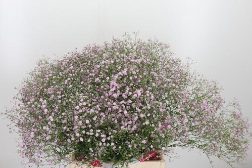 Gypsophila paniculata 'My Pink'