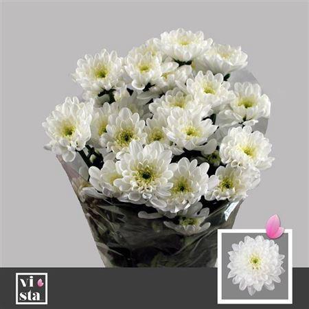 Chrysanthemum( Indicum Grp) tros Altaj