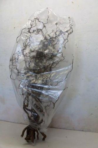 Corylus avellana 'Contorta'