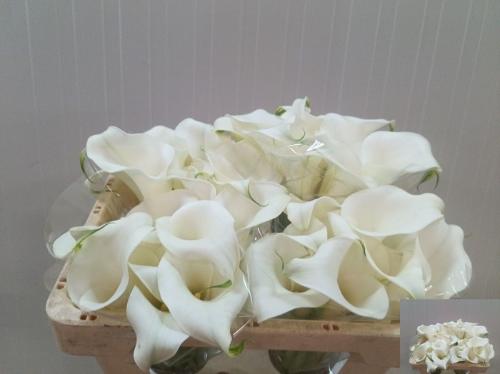 Zantedeschia Pure Art