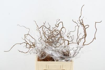 Corylus avellana 'Contorta'