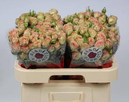 Rosa tros Azore