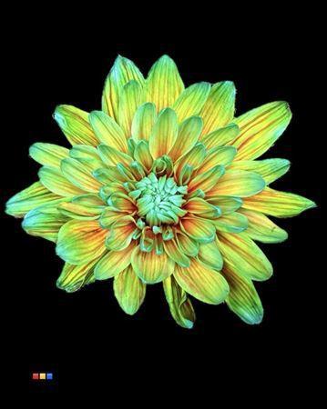 Chrysanthemum Indicum Grp tros kas kleurbehandeld H%