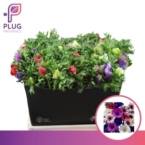 Anemone coronaria Marianne gemengd