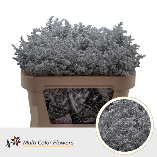 Solidago kleurbehandeld H%