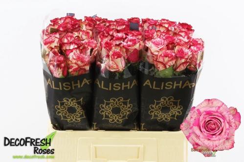 Rosa grootbloemig Barracuda