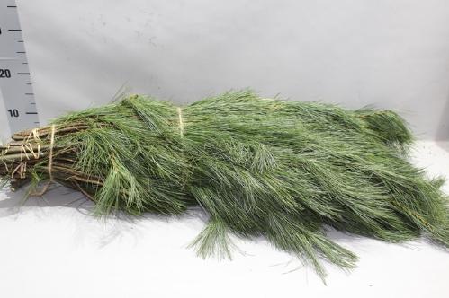 Pinus strobus per bos