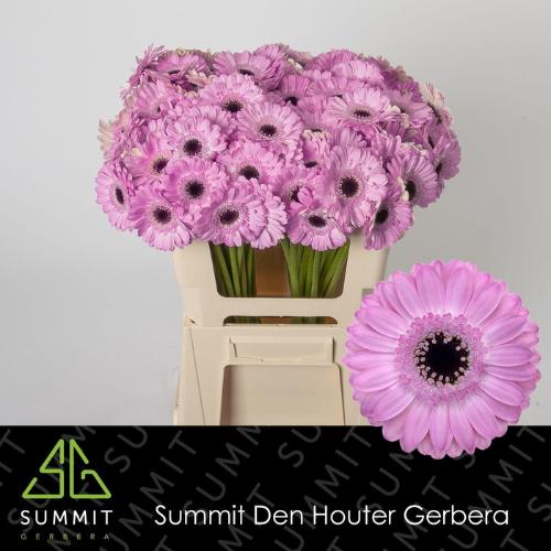 Gerbera mini Bentley