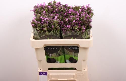 Phlox (Paniculata Grp)  B-Eyes Violet Eyes