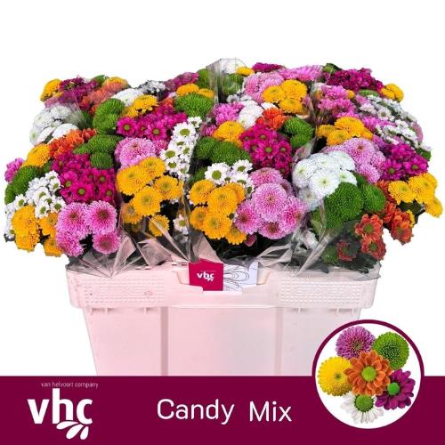 Chrysanthemum Indicum Grp tros santini gemengd