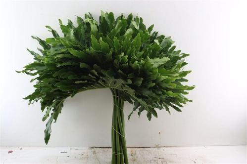 Philodendron 'Xanadu'