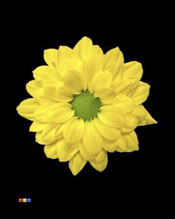 Chrysanthemum Indicum Grp tros santini kleurbehandeld H%