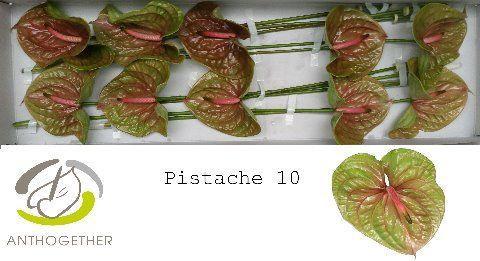 Anthurium Andreanum Grp Pistache