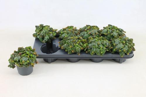 Sedum makinoi 'Kosmosje'