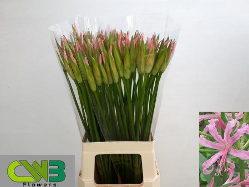 Nerine Bowdenii Grp 'Stefanie'