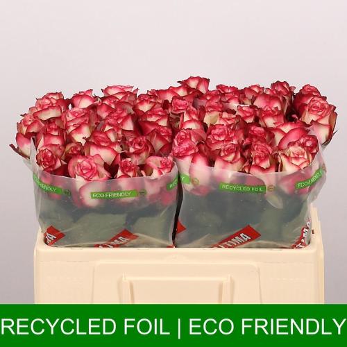 Rosa grootbloemig Paloma