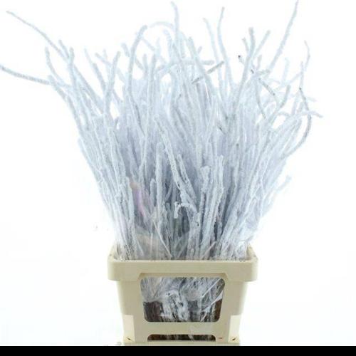 Decoratiegroen kleurbehandeld H%