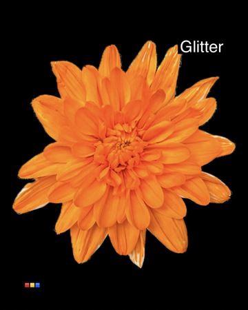 Chrysanthemum Indicum Grp tros kas kleurbehandeld H%