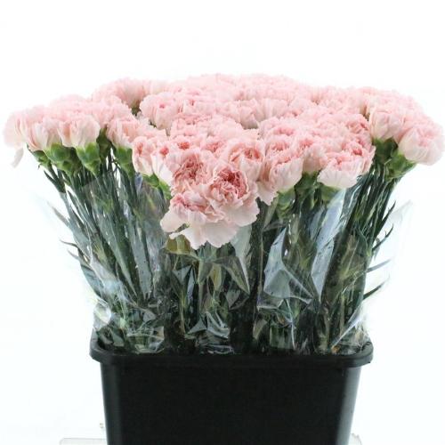 Dianthus standaard 'Maruchi'