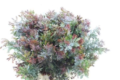 Decoratiegroen overig