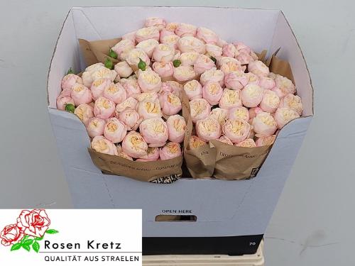 Rosa tros Royal Blush