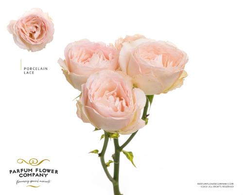 Rosa tros Porcelain Lace