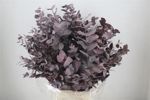 Eucalyptus cinerea kleurbehandeld per bos H%