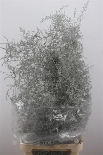 Asparagus overig kleurbehandeld H%