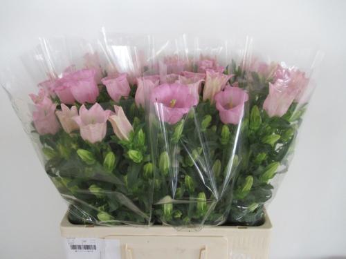 Campanula medium 'Campana Pearl Pink'