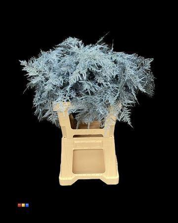 Asparagus overig kleurbehandeld H%