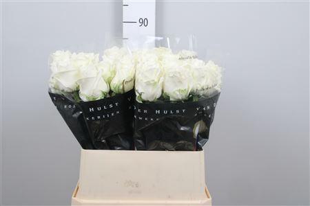 Rosa grootbloemig Noëlia