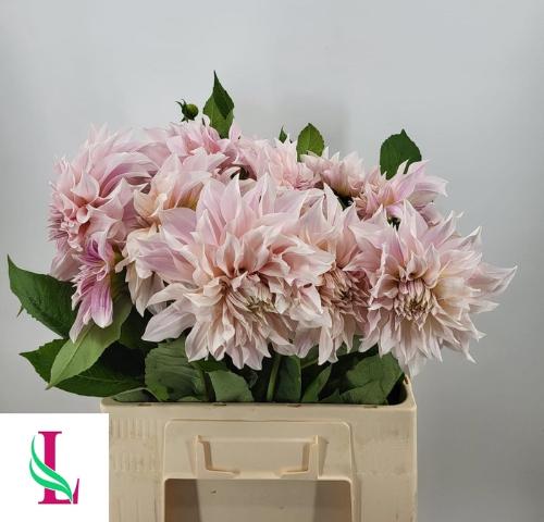 Dahlia Decor Grp 'Café au Lait'