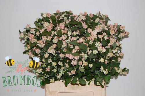 Symphoricarpos Magical Mandy (decor)