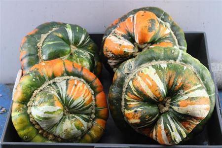 Siervruchten per stuk Cucurbita maxima Turk's Turban Mix