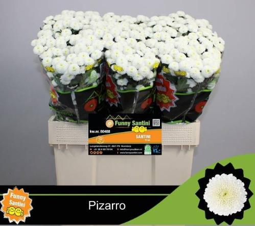 Chrysanthemum (Indicum Grp) tros santini (Indicum Grp) Pizarro
