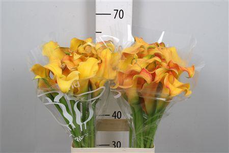 Zantedeschia 'Callista'